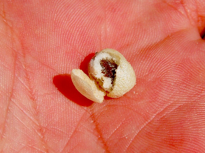 Eleagnus angustifolia
